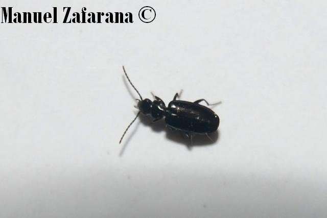 Asaphidion sp... No, Microlestes